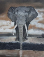 elephant