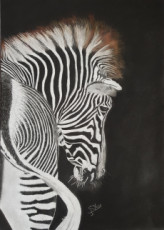 zebre