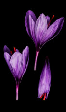 crocus