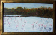 flamants-rose