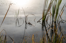 les-reflets-dans-leau