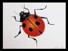 coccinelle