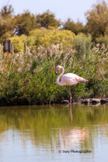 flamants-roses