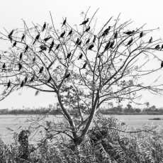 larbre-aux-oiseaux