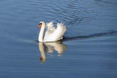 le-cygne