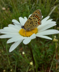 papillon-eternel