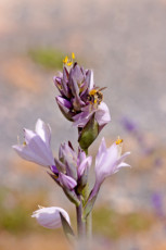 hosta