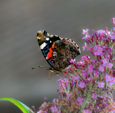 papillon-et-trompe-en-spirale