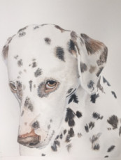 dalmatien