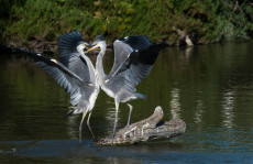 coeur-de-herons-cendres