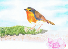 european-robin-ou-rouge-gorge