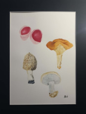 fungi-challenge-ii