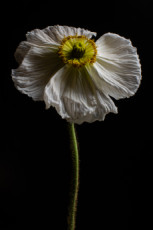 papaver-iv