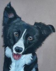 portrait-dun-border-collie