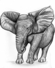 elephant-dafrique