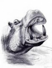 hippopotame