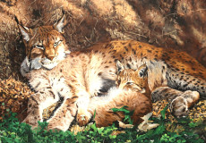 lynx-de-sibirie