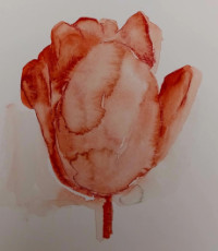 une-tulipe