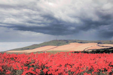 gentils-coquelicots-sous-le-ciel-du-blanc-nez