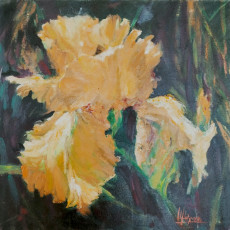 iris-dore