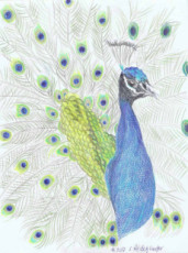 stolzer-pfau