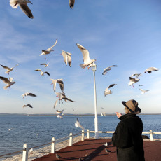 lhomme-et-les-mouettes