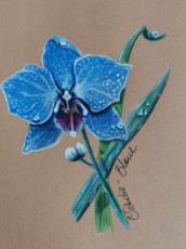 orchidee-bleue