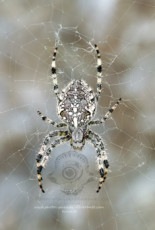 araneus-diadematus-stellatus