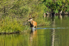 cerf-sur-letang