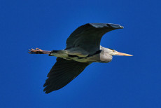 heron-en-vol-sur-un-ciel-bleu