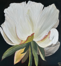 fleur-de-pivoine