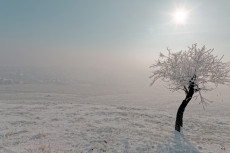 larbre-en-hiver