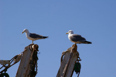 les-2-oiseaux-au-repos