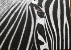 zebre