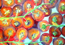 tomates