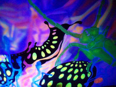 detail-peinture-fluo