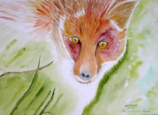 renard