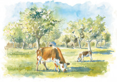 sous-les-pommiers-les-vaches