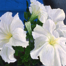 nature-morte-aux-petunias-detail