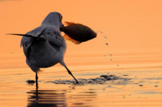 la-mouette-rieuse