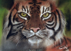 tiger