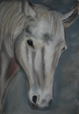 jeune-lipizzan